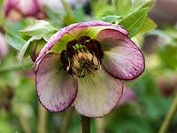 Helleborus Ashwood Garden hybrid, a rounded, single, bowl-shaped, streaked white and pink hellebore with white stamens and claret nectaries, a winter flowering perennial.