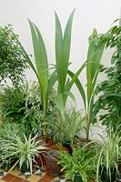Coros nucifera, Chlorophytum, Nephrolepsis, Ficus benjamina and Ficus pumila 'Variegata'