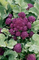 Broccoli 'Redhead' - purple sprouting, March
