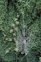 A frost-covered cobweb on Chamaecyparis lawsoniana 'Ellwoodii' and Hedera helix. Robinson College, January