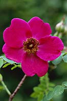Rosa 'Moyesii', close-up of single pink rose flower. Rune.