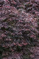 Acer palmatum var. 'Inaba Shidare' - Japanese maple leaves in spring - May - Oxfordshire