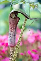 Arisaema taiwanense - Taiwan cobra lily - May - Surrey