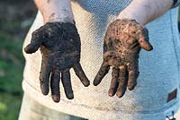 Gardeners hands covered in mud - April - Scotland