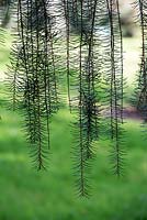 Picea breweriana - Brewer's weeping spruce needles - April - Scotland