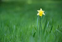 Narcissus - Single daffodil growing in grassland. April. Oxfordshire