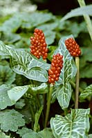 Arum italicum subsp italicum Marmoratum. Red berries and variegated foliage