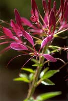 Cleome hassleriana - Spider Flower. Close up of a pink flower