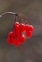 Viburnum sargentii. Red berries in a cluster