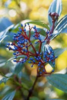 Viburnum davidii. Close up of blue berries
