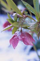 Helleborus x hybridus - Hellebore, flowering in the snow.