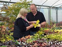 Richard and Vicky Fox amongst their National Collection of 250  heucheras, with more varieties being added each year.