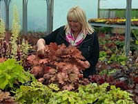 Vicky Fox tidies the foliage on one of more than 250 heucheras in the National Collection held at the nursery that she and her husband, Richard, have established.