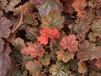 Heuchera Autumn Haze, an evergreen perennial that bears leaves in shades of pink and purple