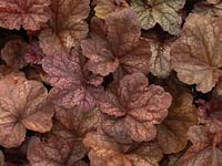 Heuchera Beaujolais, an evergreen perennial with large burgundy coloured leaves with a touch of silver, and heavily veined in deep violet. 