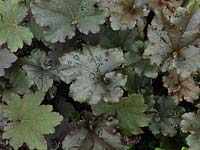 Heuchera Binoche, an evergreen perennial with matte black, medium sized leaves