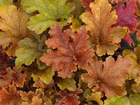 Heuchera Marmalade, an evergreen perennial with showy, slightly ruffled leaves which open pink before turning a rich orange