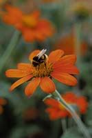 Tithonia rotundifolia - Mexican Sunflower being pollinated by Bumble Bee