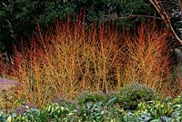 Cornus sanguinea 'Winter Beauty' - Chinese dogwood and Hedera colchica 'Sulpher Heart' in January