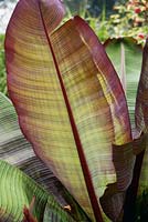 Ensete ventricosum var. maurelii - False Banana