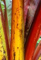 Ensete ventricosum var. maurelii - False Banana, close up of stems, Cotsworld Wildlife Park