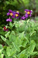 Meconopsis 'Hensol Violet' - Welsh poppy