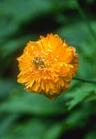 Meconopsis cambrica 'Flore Pleno' - Welsh poppy