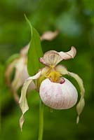 Cypripedium 'Gisela' - lady's slipper orchid