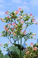 Nicotiana 'Pink Pearls' - Tobacco plant