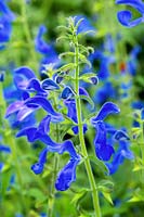Salvia patens 'Oxford Blue', August