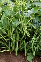 Phaseolus vulgaris 'Verity' - French bean growing on a vine