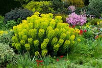 Euphorbia characias subsp. wulfeuii John Tomlinson in a specialist dry garden