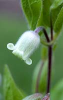 Clematis albicoma - Crowfoot, May