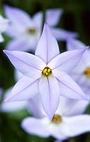 Ipheion uniflorum - Spring starflower, March