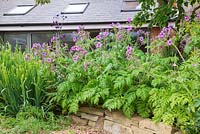 An abundance of Geranium maderense in a border beside a dry stone wall