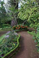 Curved borders and paths in Palheiro's Garden, or Blandy's Garden, Funchal, Madeira, clivia miniata, 