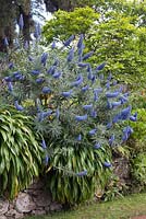 Echium fastuosum, Pride of Madeira, Palheiro's Garden, or Blandy's Garden, Funchal, Madeira