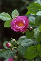 Rosa rubinginosa 'Magnifica'