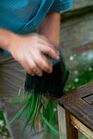 Knocking an agapanthus plant out of its pot against table edge, for repotting