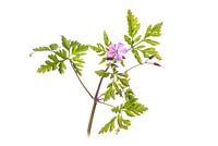 Geranium robertianum - Herb Robert 