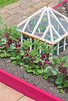 Small raised bed with Broad Bean - Vicia faba 'Crimson Flowered' in flower in front of victorian cloche.
