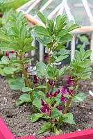 Small raised bed with Broad Bean - Vicia faba 'Crimson Flowered' in flower in front of victorian cloche.
