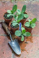 Cerinthe major 'Purpurascens' - Honeywort, young plants in 3inch pots ready for planting out.