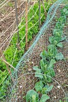 Peas - Pisum sativum, 'Kelvedon Wonder' supported by canes and string, and Spring Cabbage - Brassica, 'Greyhound' under wire netting for pet, rabbit and wild bird protection.