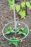 Broad Beans - Vicia faba, young plants growing up through plastic support ring.