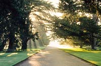 Early morning sun filtering through mature cedars. Cambridge Botanic Gardens