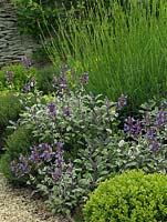 Sage, lavender and box in a traditional herb garden.