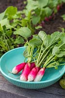 Harvested Radish 'French Breakfast 3' in a teal bowl