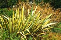 Phormium x williamsii with Stipa gigantea -Bressingham Gardens