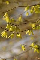 Forsythia giraldiana, close-up of flowers in early March 